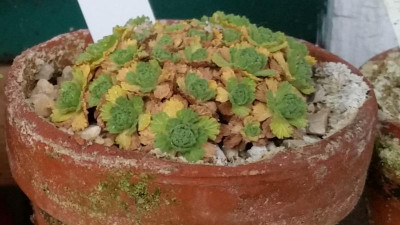 Dionysia involucrata Nov. 2017.png