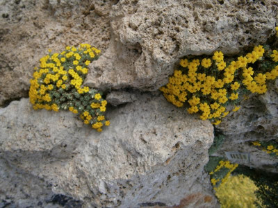 botanischer garten TÜ efeu mistel eibe 041.JPG