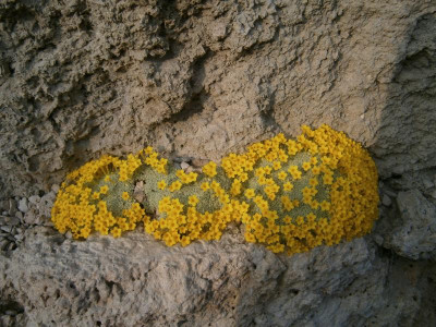 botanischer garten TÜ efeu mistel eibe 032.JPG