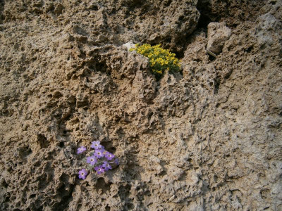 botanischer garten TÜ efeu mistel eibe 035.JPG
