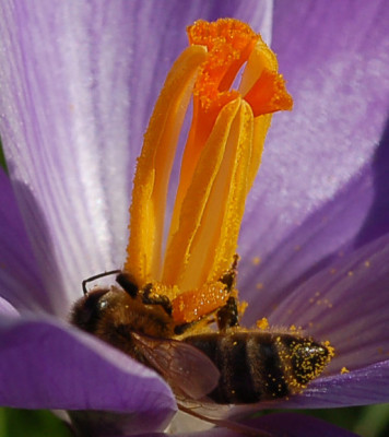 Krokus-Palmengarten-0307-1.jpg