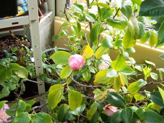100_0532_Camellia_jap._Tiffany_2_PP.jpg