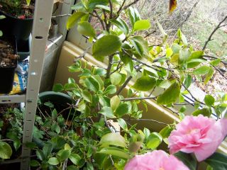 100_0531_Camellia_jap._Tiffany_1.jpg
