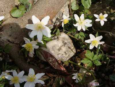 Anemone nemorosa.jpg