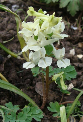 Corydalis malkensis5.jpg