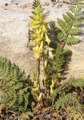 Corydalis cheilanthifolia (2).jpg