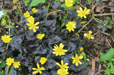 Ranunculus brazen Hussy6.jpg