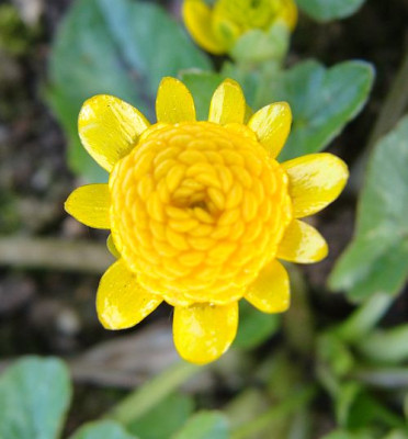 Ranunculus Colarette.jpg