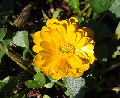 Ficaria verna Vanessa.jpg