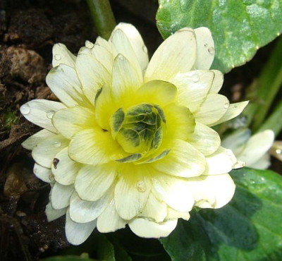 Ranunculus Ken Aslet.jpg