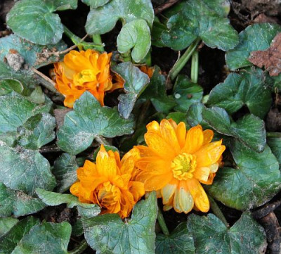 Ranunculus Nariane.jpg