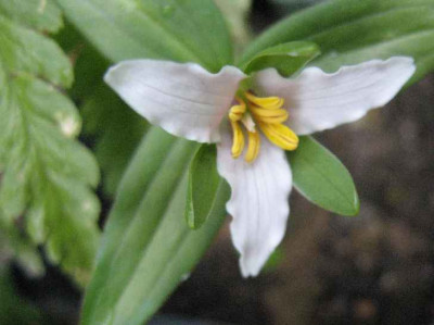 6.3.07._Trillium_undulatum__019.JPG