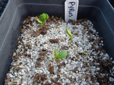 Pyrus nivalis Germination March 2018.JPG