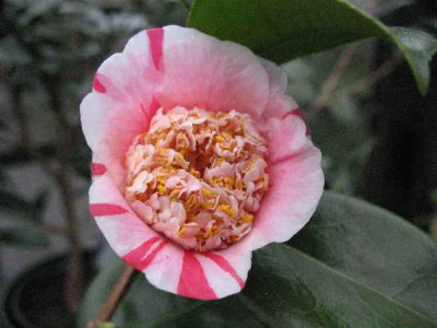 6.3.07._Camellia__Yamato_Nishiki_028.JPG