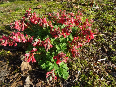 Corydalis solida G P  Baker.JPG