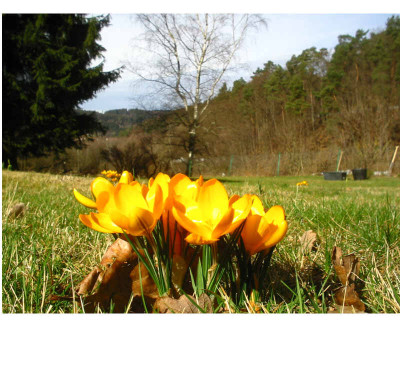 Krokusse.jpg