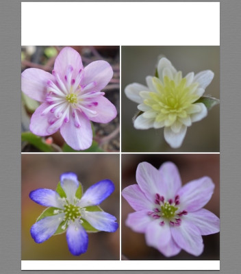 nobilis x japonica.jpg