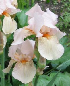 Irisrosa05.JPG
