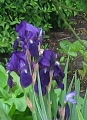 Irisblau.jpg