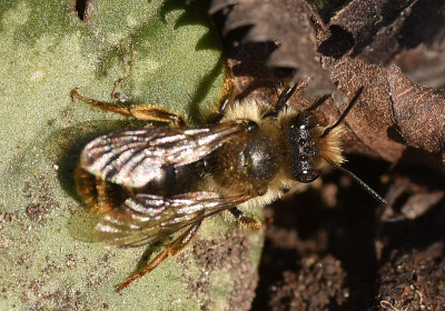 wildbiene_osmia_bicornis_oder.jpg