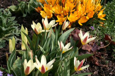 St_Tulipa060307.jpg