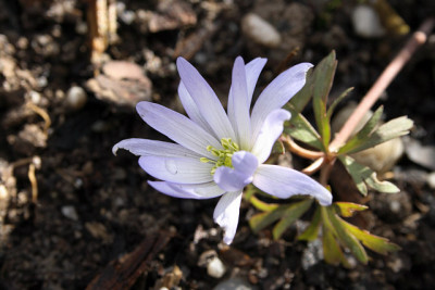 St_Anemoneblanda_hellbl_0207.jpg