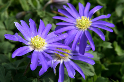 St_Anemoneblanda060307.jpg