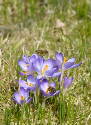 2018-03-25 Gartenimpressionen 2.jpg