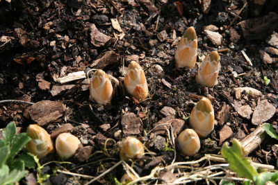 St_Eremurus060307.jpg