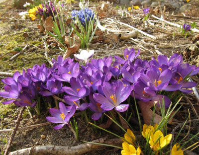 IMG_2086_Fruehling_25Maerz2018_.jpg