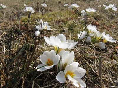 IMG_2072_Crocus_Ard_Schenk_.JPG