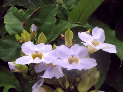 LILAC_III_ZA.jpg