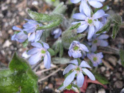 6.3.07._Hepatica_nobilis_020.JPG