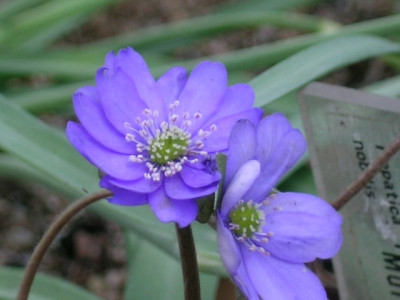 H._nobilis_Multipedale_080.jpg