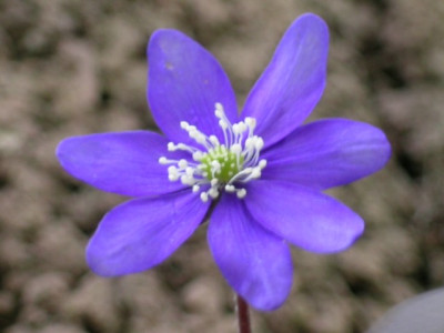 Samling_von_Strangmann_Blue_083.jpg