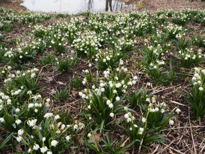 Leucojum 26.3.18 ue.JPG