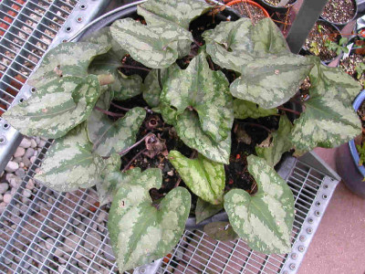 asarum.jpg