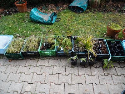 Stauden in der Warteschlange P3240100.JPG
