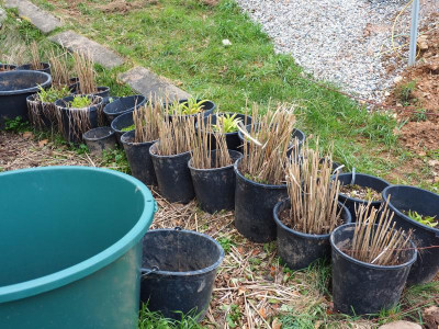 Miscanthus Malepartus P3260104.JPG