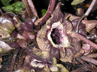 Asarum_2.jpg