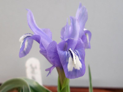 Iris albomarginata  26.03.18.JPG