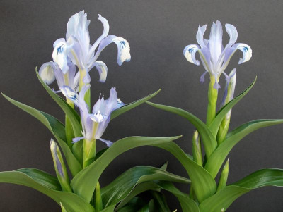 Iris willmottiana 26.03.18.JPG