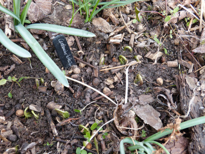 2018-03-26 Cardamine kitaibelii.jpg