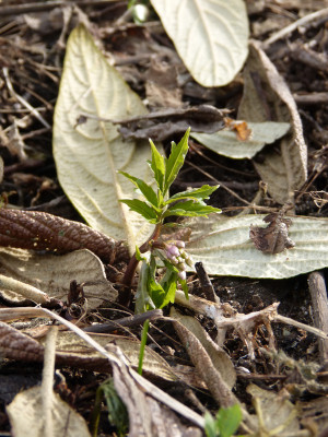 2018-03-26 Cardamine quinquefolia 1.jpg