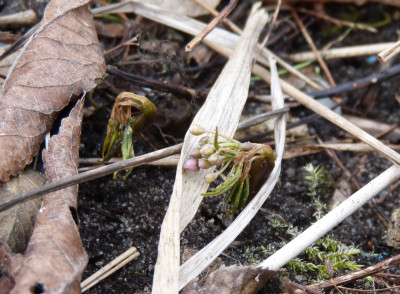 2018-03-26 Cardamine quinquefolia 2.jpg