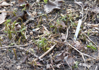2018-03-26 Cardamine quinquefolia 3.jpg
