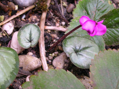 cyclamen_pewter_1.jpg