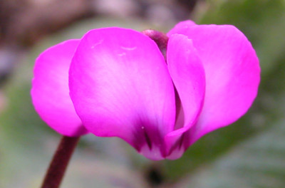 cyclamen_pewter_2.jpg