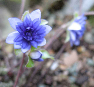 7.3.07._Hepatica_nobilis_Walter_Otto__004.JPG