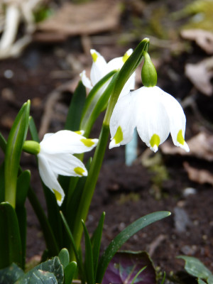 2018-03-26 Leucojum vernum var. carpaticum.jpg